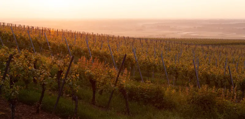 Vallée du Rhône